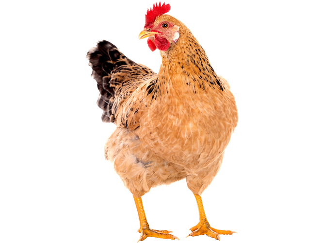 Poultry Farming